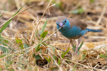 Wall Mural - Blue waxbill (Blousysie) in Kruger National Park