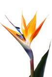 Fototapeta Na sufit - Bouquet of bird of paradise Strelitzia reginae flower plant with leaves isolated on white background. 3D rendering. Flat lay, top view. macro closeup