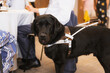 Black Labrador who works as a guide dog for a blind woman. Assistant for the blind person. In a restaurant with his owner