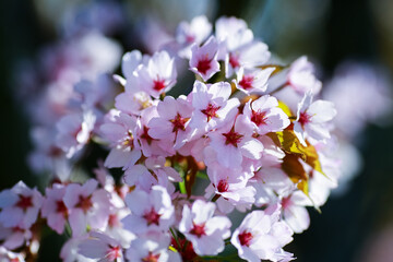 Wall Mural - Spring cherry blossom