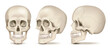Realistic Skulls Set
