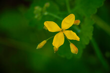 Greater Celandine, Yellow Wild Flowers, Close Up. Chelidonium Majus Is Poisonous, Flowering, Medicinal Plant   Macro.