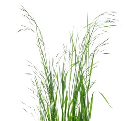 Wall Mural - Green fresh sod grass isolated on white 