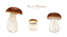 Porcini Fresh Mushroom Set. Watercolor Painted Illustration. Hand Drawn Boletus Edulis Fungus Image Collection. Porcini Edible Mushroom Vintage Style Element. King Bolete On White Background
