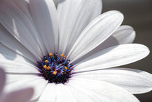 Close-up Of A White African Daisy