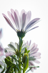 Wall Mural - Photo of a daisy captured from below in beautiful colors