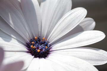Wall Mural - Close-up of a white African daisy