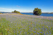 Blick auf ein Feld mit blau blühenden Kornblumen und der Ostsee im Mönchgut auf Rügen, Deutschland