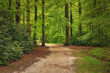 Beautiful spring forest, fresh and green, after the rain. Path through the woods. Twicklerbos, the Netherlands.