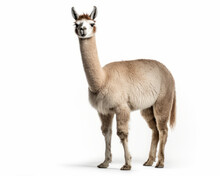 Photo Of Llama Isolated On White Background. Generative AI