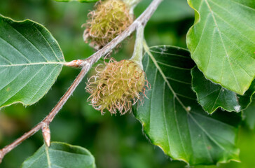 Canvas Print - beech nuts