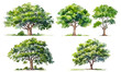 Collection of watercolor green tree isolated on white background. PNGs transparent background. AI Generative.