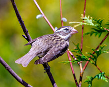 Rose-breasted Grosbeak Image And Photo.  Female Close-up Rear View With Spread Wings And Perched On A Branch With Blur Green Background In Its Environment.