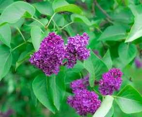  Lilac Sambucus Syringa vulgaris rose petals flower isolated, green leaves  floral, spring blooming garden tree, violet bouquet