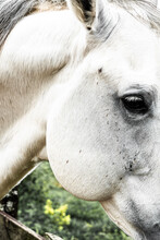 Close Up Of A White Horse  Face
