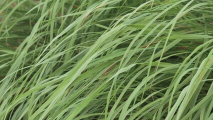 Wall Mural - close-up of green fresh lemongrass leaves swaying in the wind