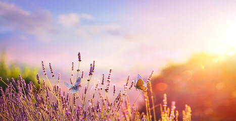 Wall Mural - beautiful summer countryside landscape; blooming lavender and fly butterfly in a field at sunset
