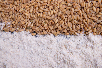 wheat grains and wheat flower   brown atta pattern Texture can be used as a Background wallpaper