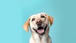 © Rudsaphon - Labrador retriever dog portrait on blue background with copy space.Generative Ai