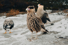 Birds With Black And White Feathers Sitting On Snowy Terrain