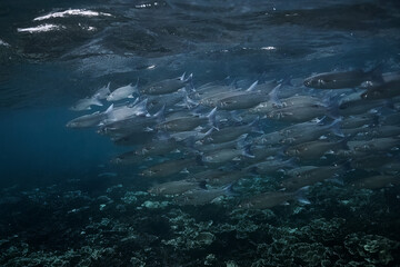 Wall Mural - a flock of commercial fish goes to feed ashore in the Indian Ocean near Thailand. diving ecology