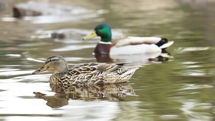 Poster - Wild duck with a drake swims in the lake