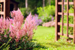 pink astilbe blooming in summer. Beautiful private garden view with shade tolerant perennials.