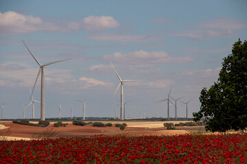 Eletricity producing windmills in a poppy field and rainfed cultivation