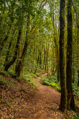 Wall Mural - Path between moss covered trees in the evergreen cloud forest of Garajonay National Park, La Gomera, Canary Islands, Spain.