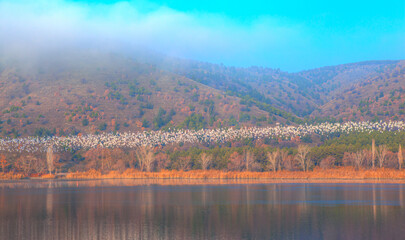 Poster - Beautiful view of Eymir lake With segull flying - Ankara, Turkey.