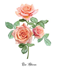 Wall Mural - Pink Rose branch bouquet isolated on white background