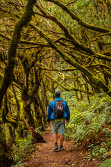 Wall Mural - Man on a trekking in Garajonay del Bosque natural park in La Gomera, Canary Islands. Trees with moss, humid forest