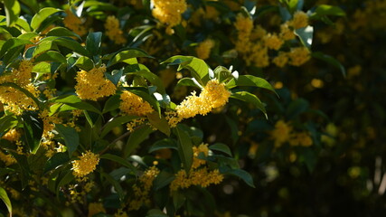 The beautiful flowers blooming in the garden in the warm season