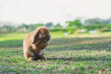 Brown rabbit standing with two back leg on green grass field, lifting two front leg at chest with green background of backyard. at sunset time, backlit animal portrait picture with copy space.