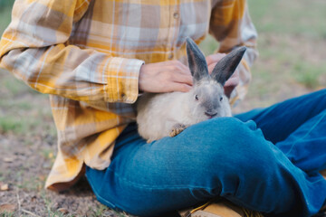Wall Mural - Grey rabbit with dark gray or black ear setting  sitting on woman lap looking at camera at backyard.