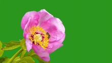 Bees Collect Nectar On A Peony Flower Slow Motion Green Screen