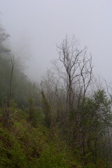 Wall Mural - PAESAGGIO MONTANO CON NEBBIA,GIFFONI VALLE PIANA,SUD ITALIA,15 MAGGIO 2023.