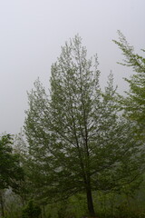 Wall Mural - PAESAGGIO MONTANO CON NEBBIA,GIFFONI VALLE PIANA,SUD ITALIA,15 MAGGIO 2023.