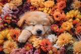 Fototapeta Natura - Sleeping golden retriever puppy with flowers