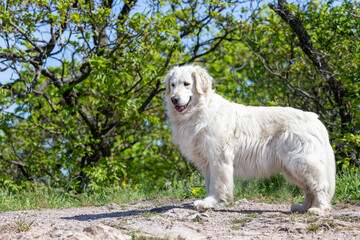 Kuvasz