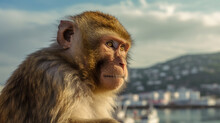 A Portrait Photo Of Barbary Macaque In Gibraltar -KI Generated