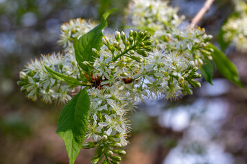 Wall Mural - Macro abstract texture background of airy white blooming flowers and buds on an amur cherry (prunus maackii) tree