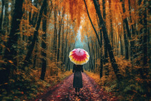 Woman With Colorful Umbrella Walking Trough Autumn Forest, Back View