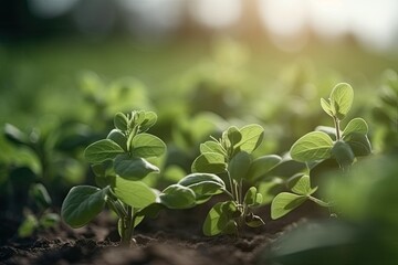 Young shoots of soybeans in the field. Cultivation and production of soy products. Generative AI