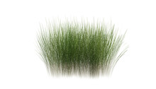 Bunches Of Grass On A Transparent Background. 3D Rendering.	