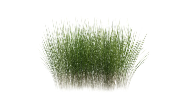 Bunches of grass on a transparent background. 3D rendering.	