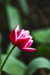Pojedynczy różowy tulipan z profilu. 