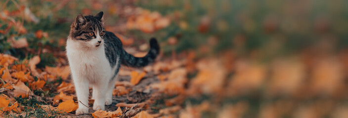 The cat sits on yellow leaves