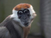 Close Up Front Portrait Of White Collared Mangabey