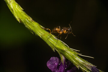 Wall Mural - Ant marching down a flowering stalk